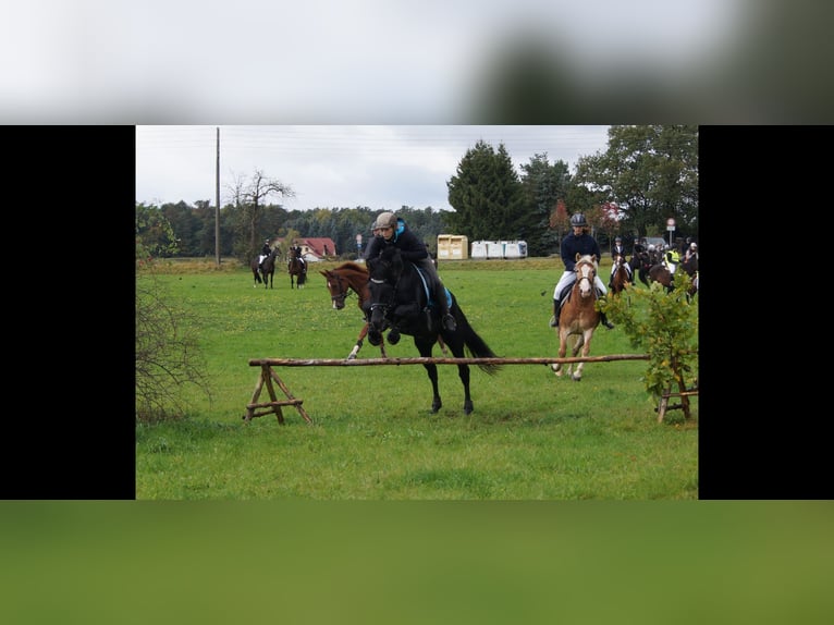 PRE Wałach 13 lat 160 cm Kara in Klipphausen