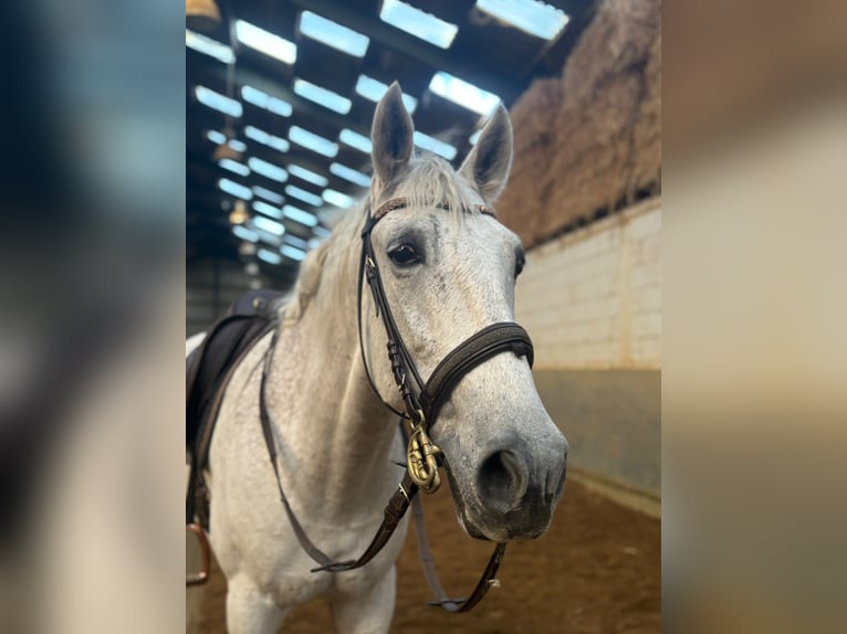 PRE Mix Wałach 13 lat 160 cm Siwa w hreczce in Heinsberg