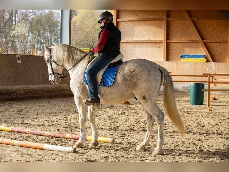 PRE Mix Wałach 13 lat 163 cm Siwa w hreczce in Moorenweis
