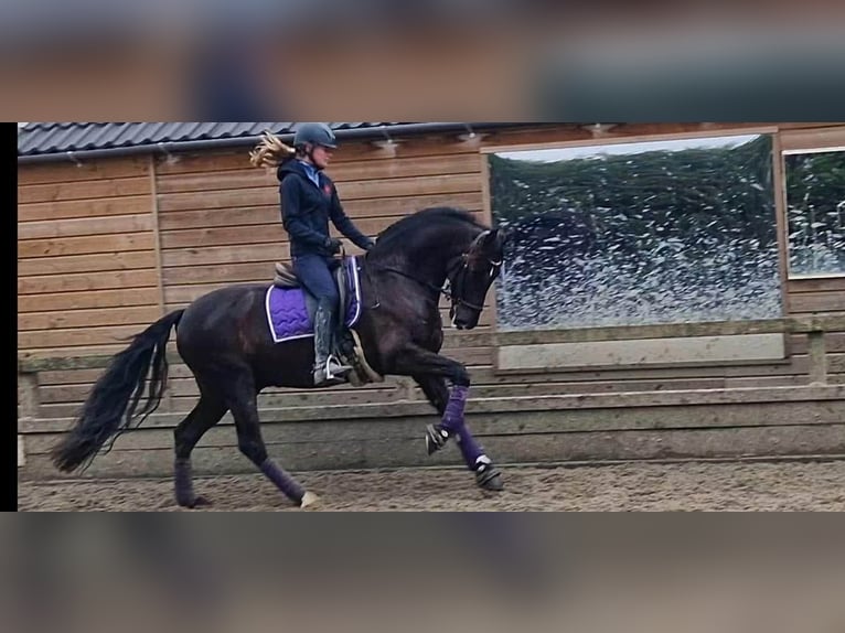 PRE Mix Wałach 13 lat 164 cm Kara in Herenthout