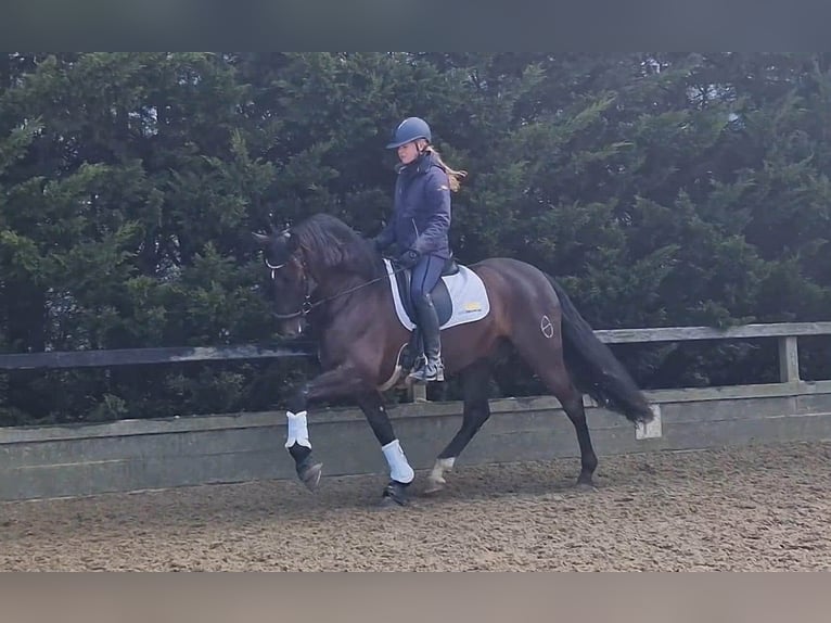 PRE Mix Wałach 13 lat 164 cm Kara in Herenthout