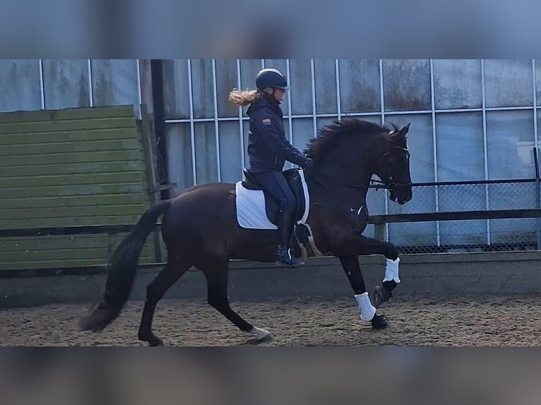 PRE Mix Wałach 13 lat 164 cm Kara in Herenthout