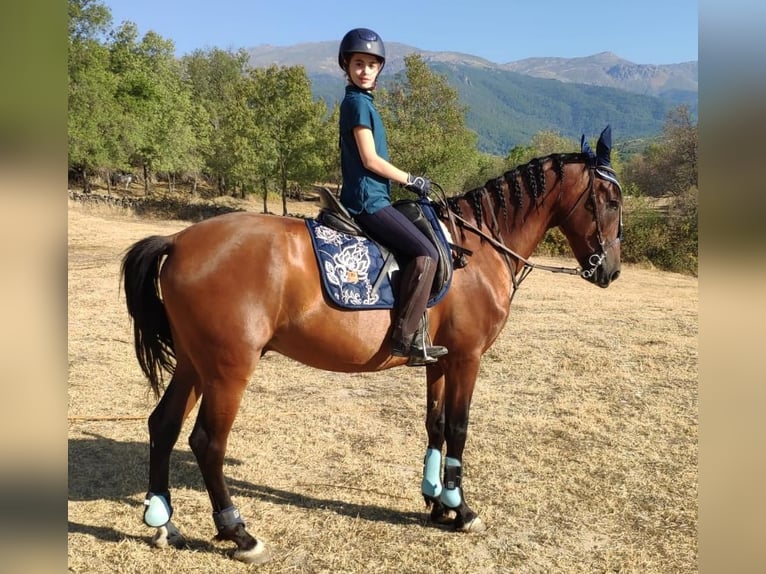 PRE Mix Wałach 13 lat 165 cm Gniada in Gavilanes