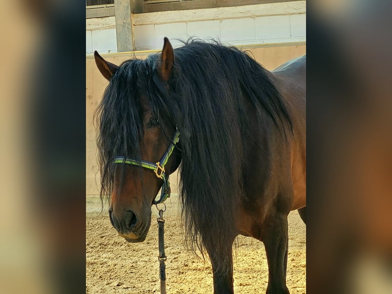 PRE Wałach 13 lat 168 cm Gniada in Königswinter