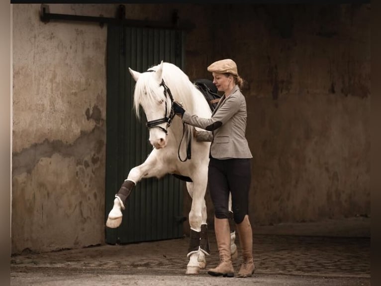 PRE Wałach 14 lat 156 cm Cremello in Bad Salzuflen
