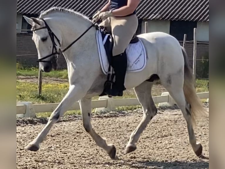PRE Mix Wałach 14 lat 163 cm Siwa in Someren