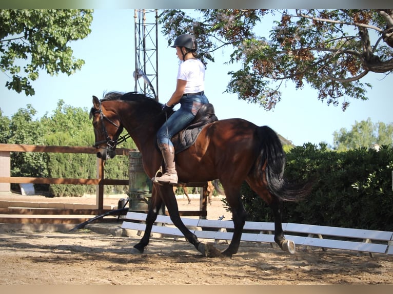 PRE Mix Wałach 14 lat 167 cm Gniada in Valencia