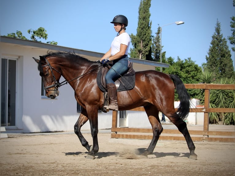 PRE Mix Wałach 14 lat 167 cm Gniada in Valencia
