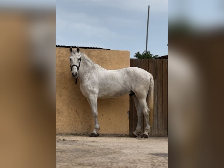 PRE Mix Wałach 14 lat 167 cm Siwa in Cambrils