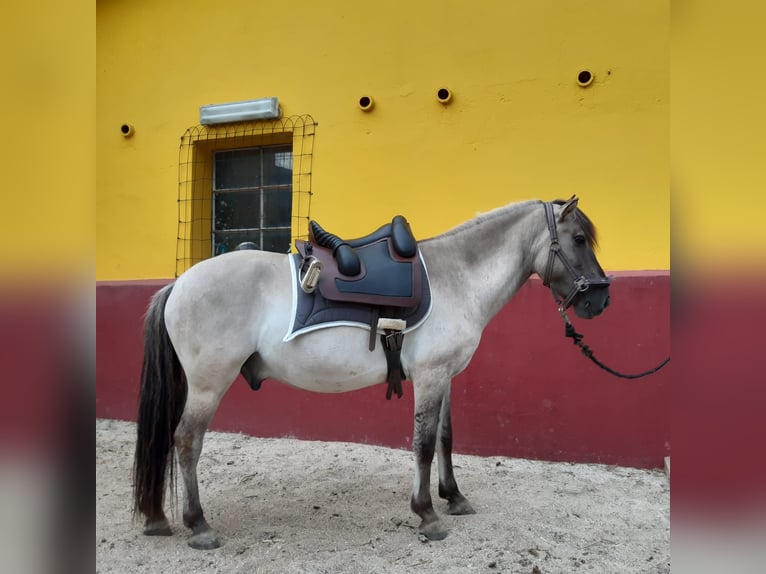 PRE Wałach 14 lat 170 cm Ciemnogniada in Grosspetersdorf