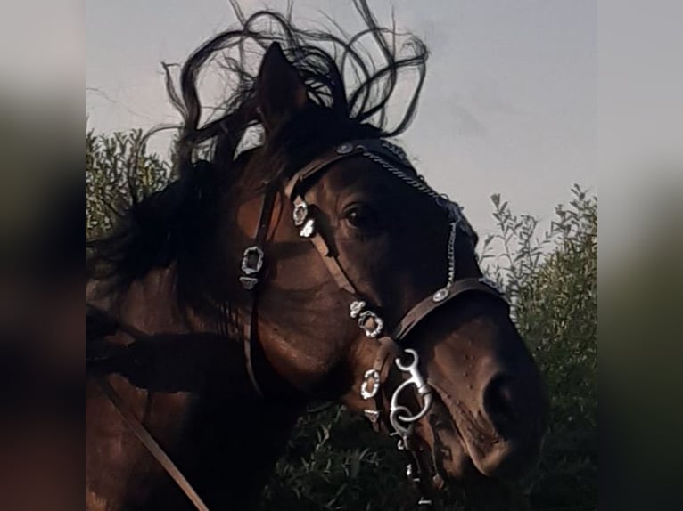 PRE Wałach 14 lat 170 cm Ciemnogniada in Grosspetersdorf
