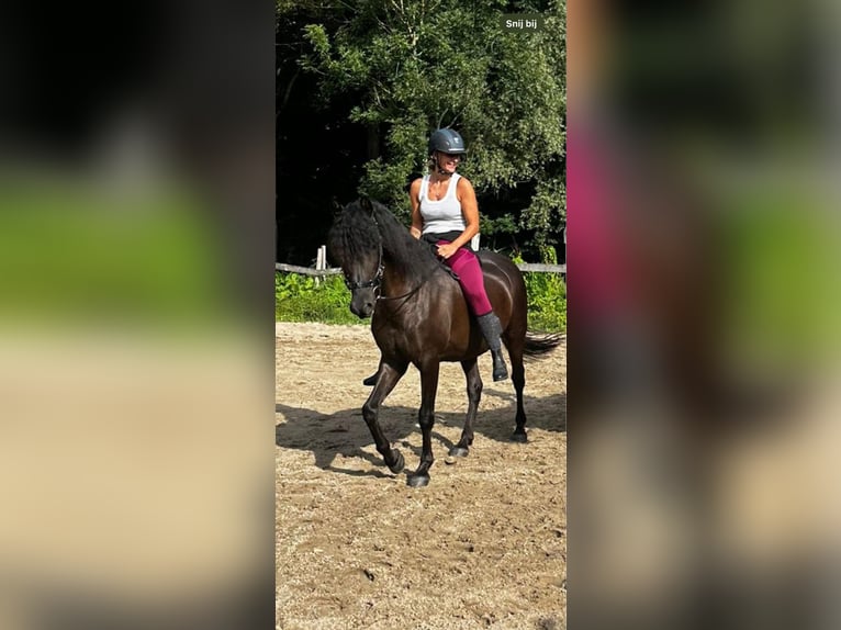PRE Wałach 15 lat 155 cm Kara in De Zilk