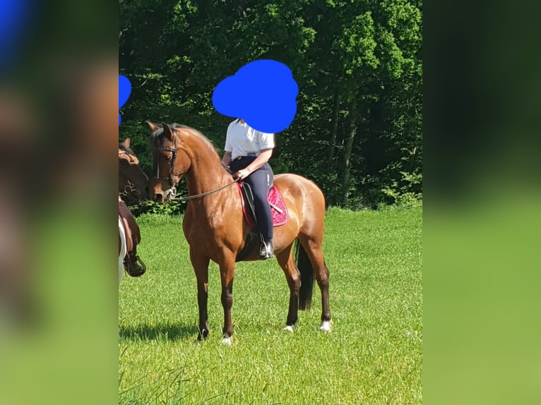 PRE Wałach 15 lat 164 cm Ciemnogniada in Steinhagen