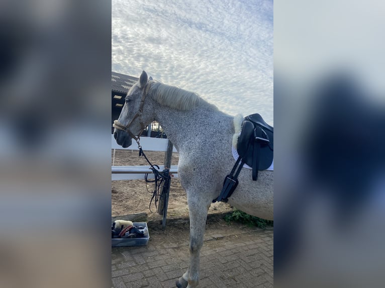 PRE Wałach 15 lat 175 cm Siwa in Ouderkerk aan de Amstel