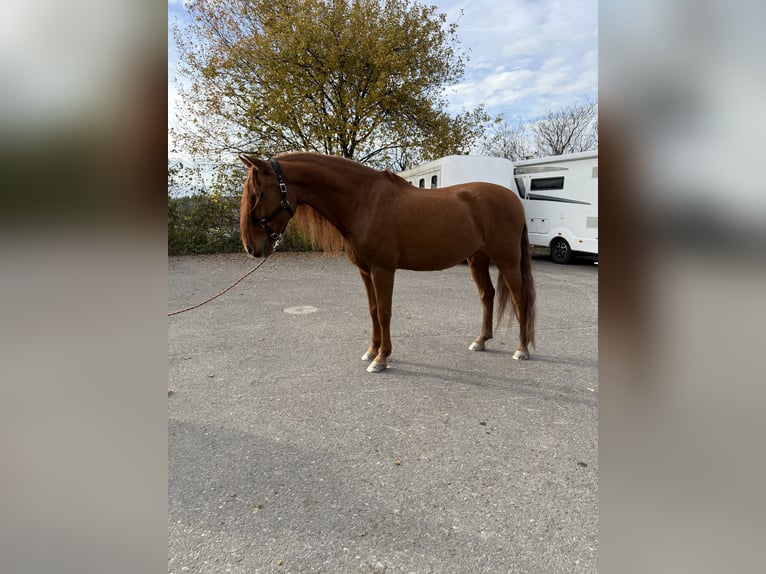 PRE Mix Wałach 16 lat 155 cm Cisawa in Affoltern am Albis