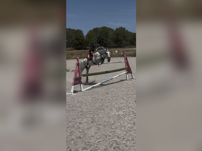 PRE Wałach 16 lat 160 cm Siwa in Llucmajor