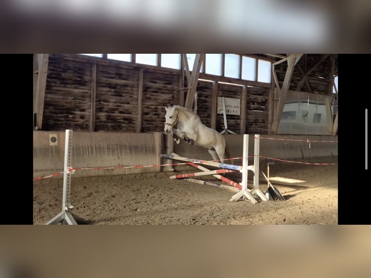 PRE Wałach 17 lat 155 cm Siwa in Regen