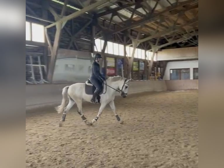 PRE Wałach 17 lat 155 cm Siwa in Regen