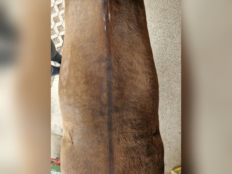 PRE Mix Wałach 17 lat 159 cm Bułana in Hermrigen