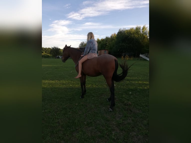 PRE Mix Wałach 17 lat 163 cm Ciemnokasztanowata in Gro&#xDF;obringen