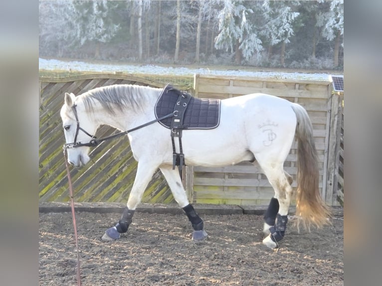 PRE Mix Wałach 18 lat 163 cm Siwa in Hendschiken