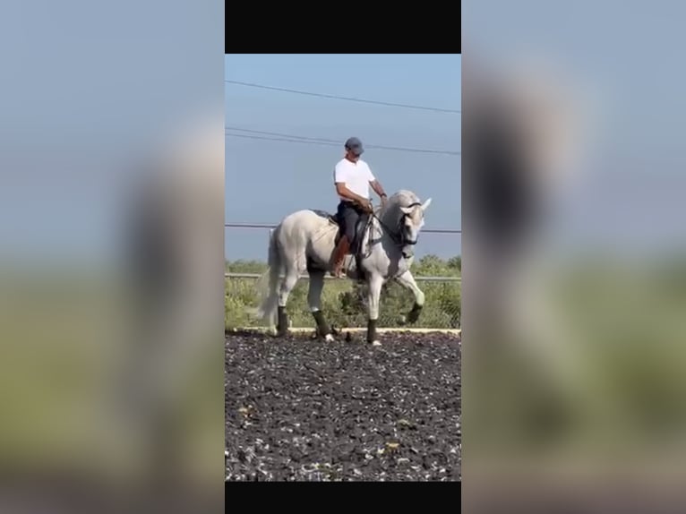 PRE Wałach 18 lat 172 cm Siwa in Torremolinos