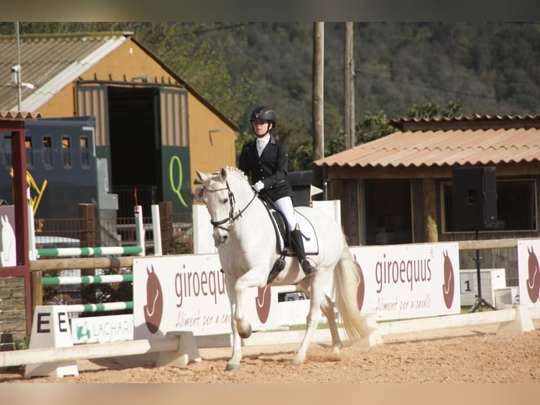 PRE Wałach 19 lat 165 cm Siwa in Torrelles De Llobregat