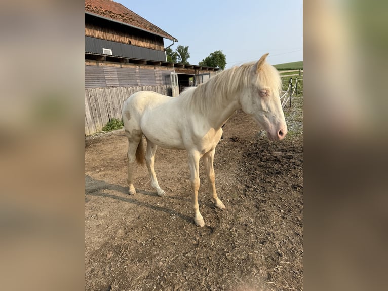 PRE Mix Wałach 1 Rok 155 cm Cremello in Beutelsbach