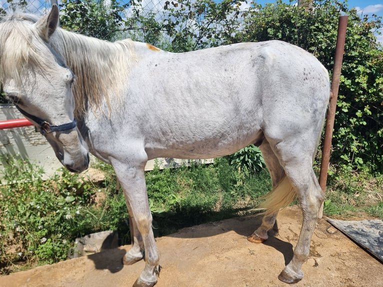 PRE Mix Wałach 21 lat 159 cm Siwa in Sabadell
