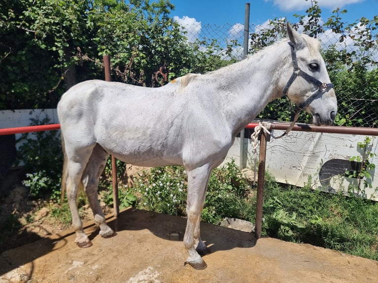 PRE Mix Wałach 21 lat 159 cm Siwa in Sabadell