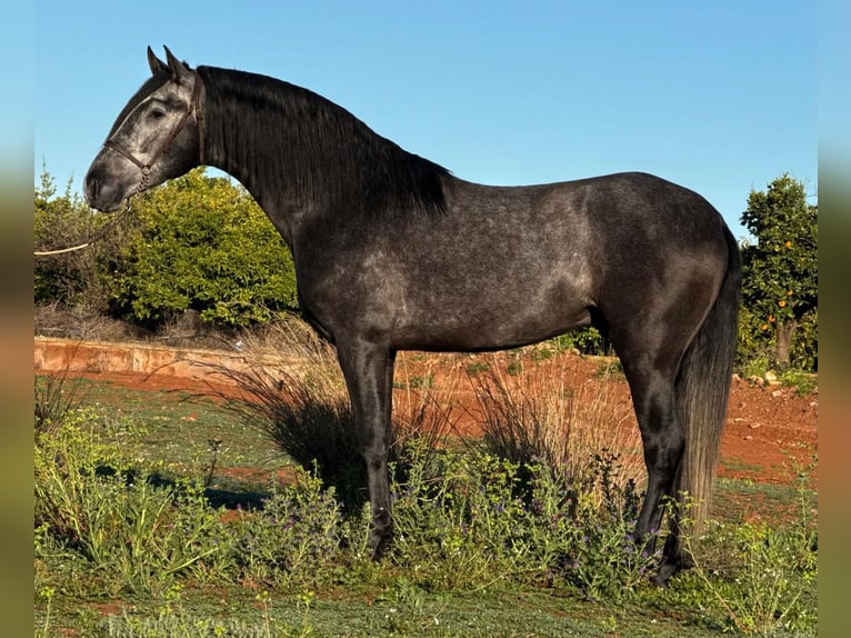 PRE Mix Wałach 2 lat 160 cm Karosiwa in Martfeld