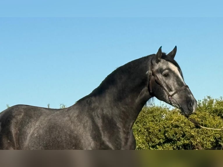 PRE Mix Wałach 2 lat 160 cm Karosiwa in Martfeld