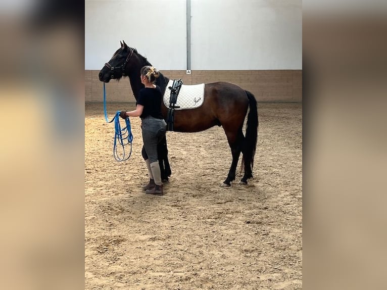 PRE Wałach 3 lat 153 cm Kara in Inzlingen