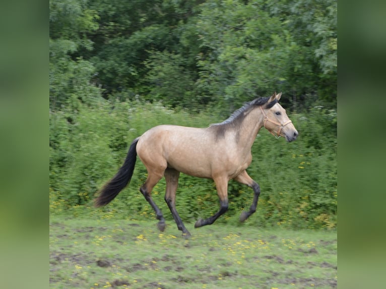 PRE Wałach 3 lat 157 cm Bułana in La Chevallerais