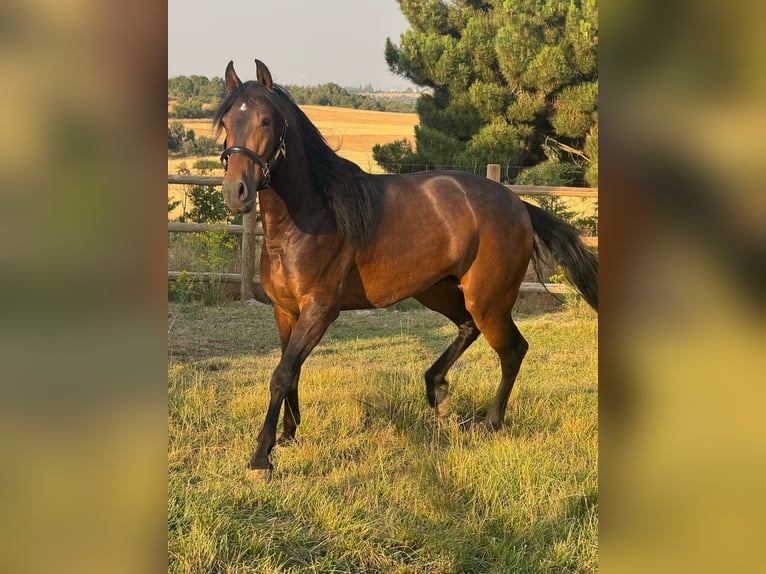 PRE Mix Wałach 3 lat 160 cm Ciemnogniada in Soria