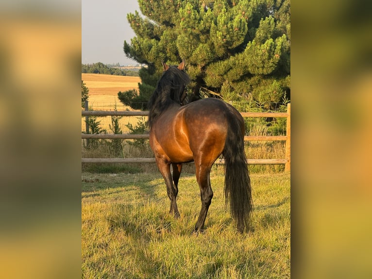 PRE Mix Wałach 3 lat 160 cm Ciemnogniada in Soria