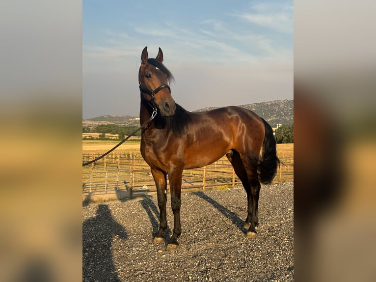 PRE Mix Wałach 3 lat 160 cm Ciemnogniada in Soria