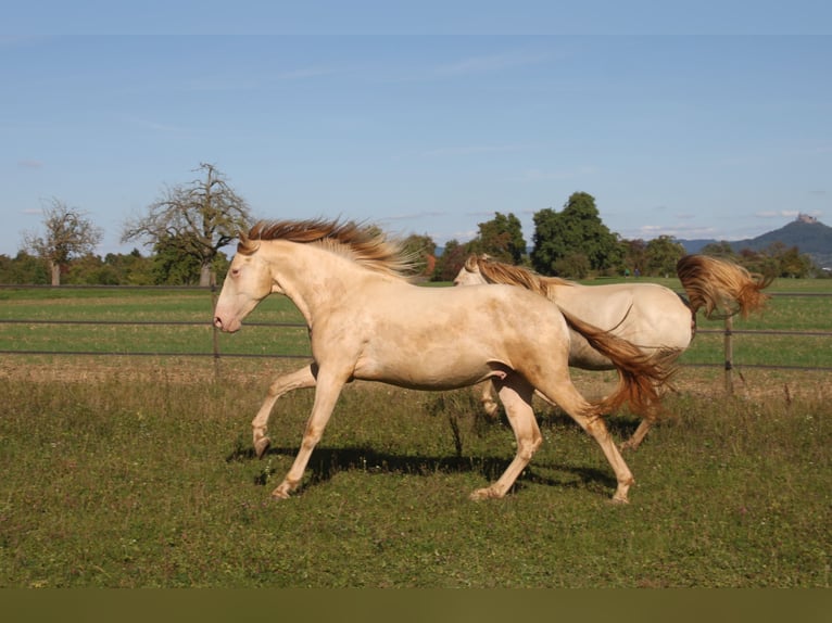 PRE Wałach 3 lat 160 cm Perlino in Balingen