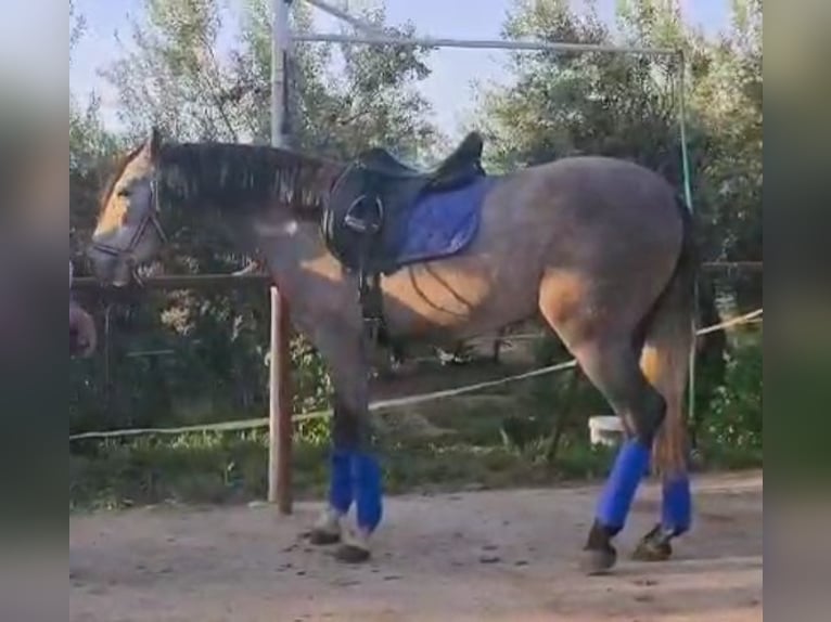 PRE Mix Wałach 3 lat 160 cm Siwa in Alexandria