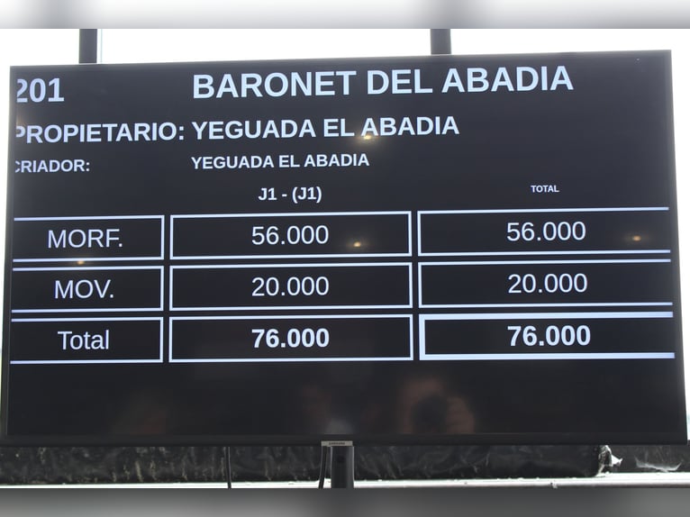 PRE Wałach 3 lat 160 cm Siwa in Alveringem