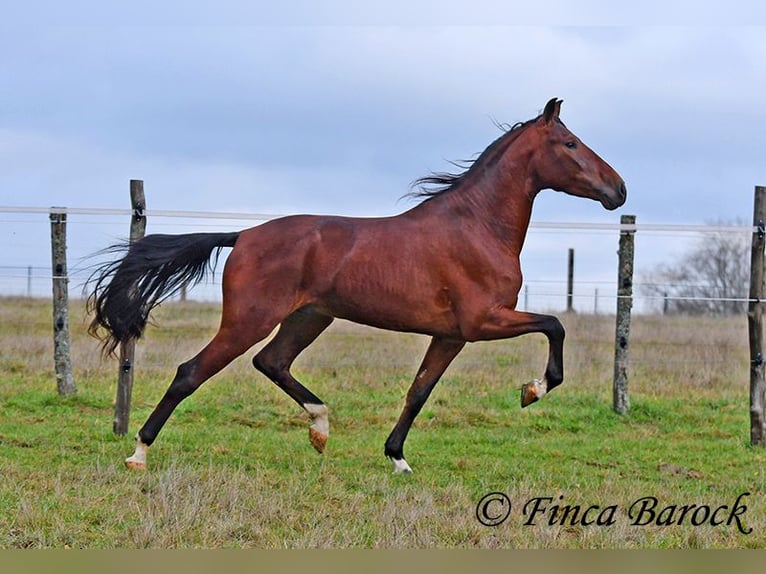 PRE Mix Wałach 3 lat 161 cm Gniada in Wiebelsheim