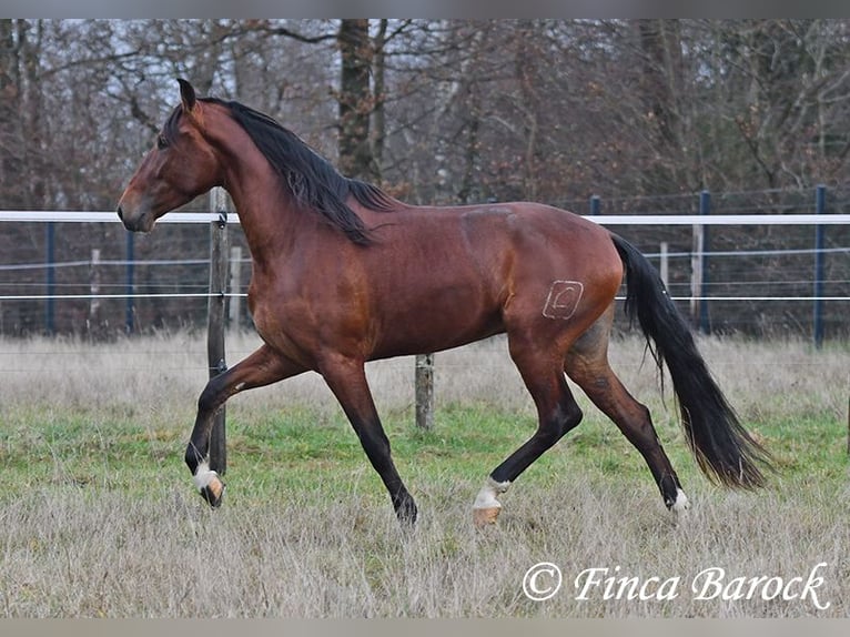 PRE Mix Wałach 3 lat 161 cm Gniada in Wiebelsheim