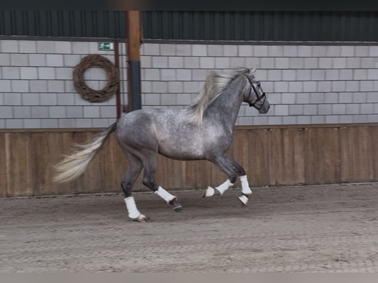 PRE Mix Wałach 3 lat 162 cm Siwa jabłkowita in Oud Gastel