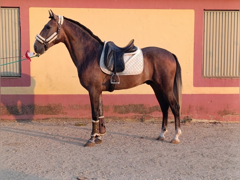PRE Mix Wałach 3 lat 163 cm Siwa in Medellin