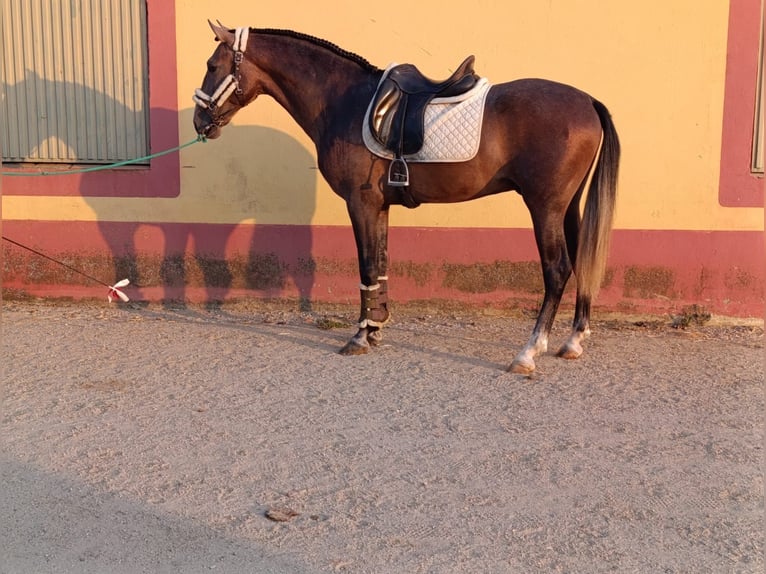 PRE Mix Wałach 3 lat 163 cm Siwa in Medellin