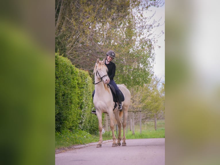 PRE Mix Wałach 3 lat 164 cm Cremello in Rouen
