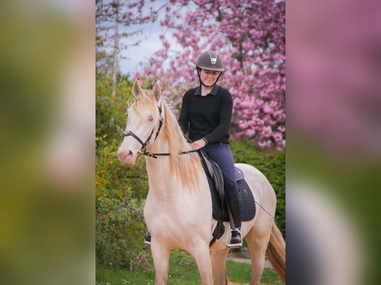 PRE Mix Wałach 3 lat 164 cm Cremello in Rouen