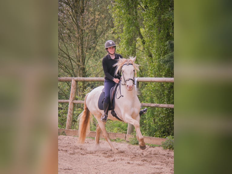 PRE Mix Wałach 3 lat 164 cm Cremello in Rouen