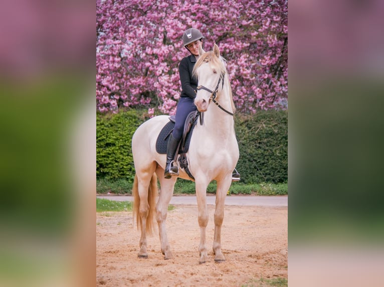 PRE Mix Wałach 3 lat 164 cm Cremello in Rouen