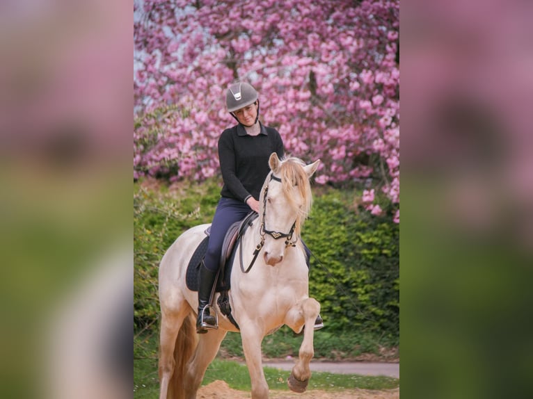 PRE Mix Wałach 3 lat 164 cm Cremello in Rouen